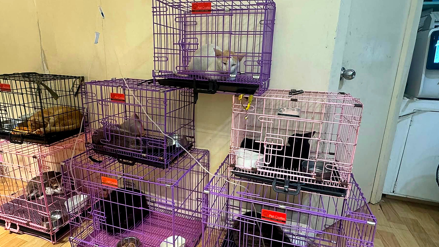 Clinic confinement area with pets in recovery cages