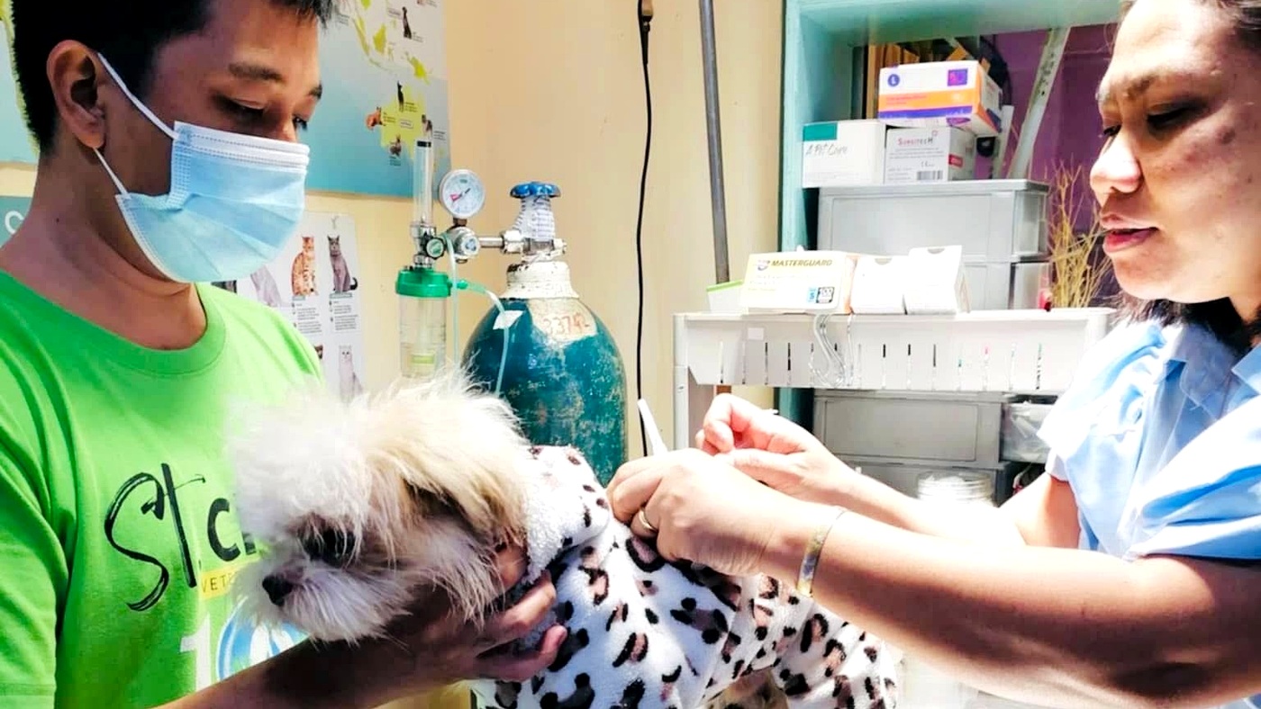 Veterinary staff providing a consultation and examination for a dog in the clinic