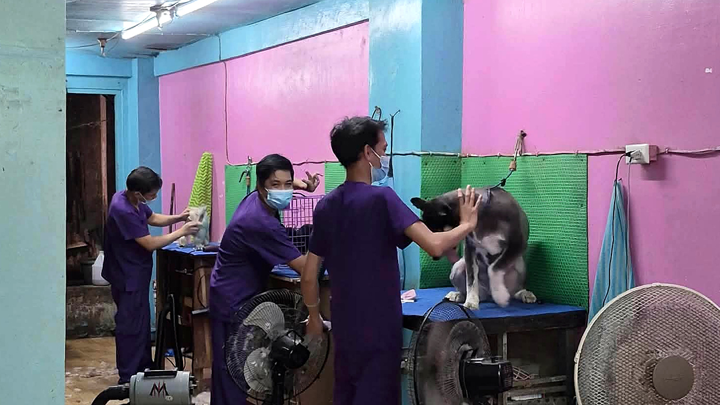 Veterinary staff grooming a dog at the clinic