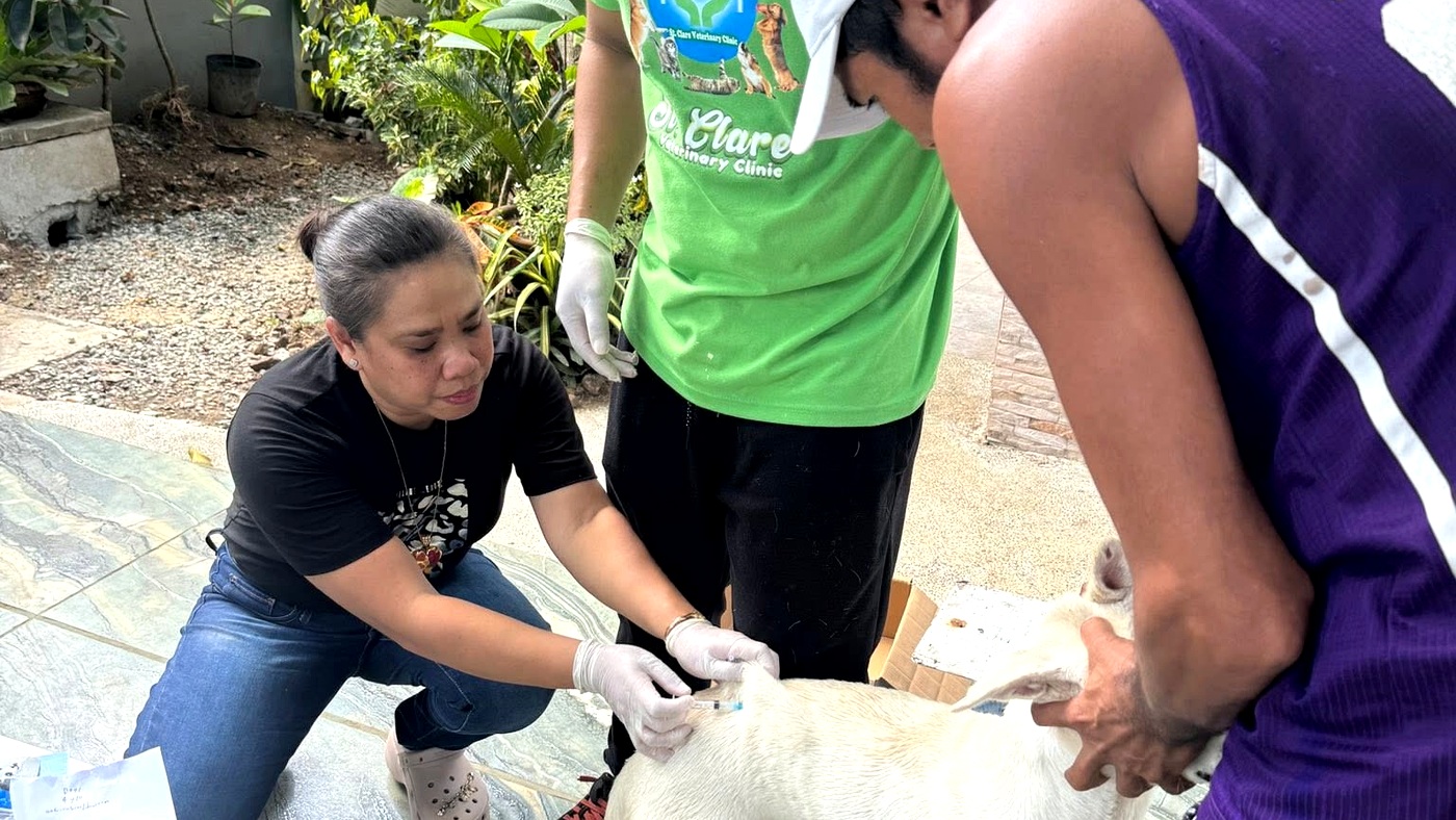 Veterinary staff providing urgent care to a dog during a home or emergency visit