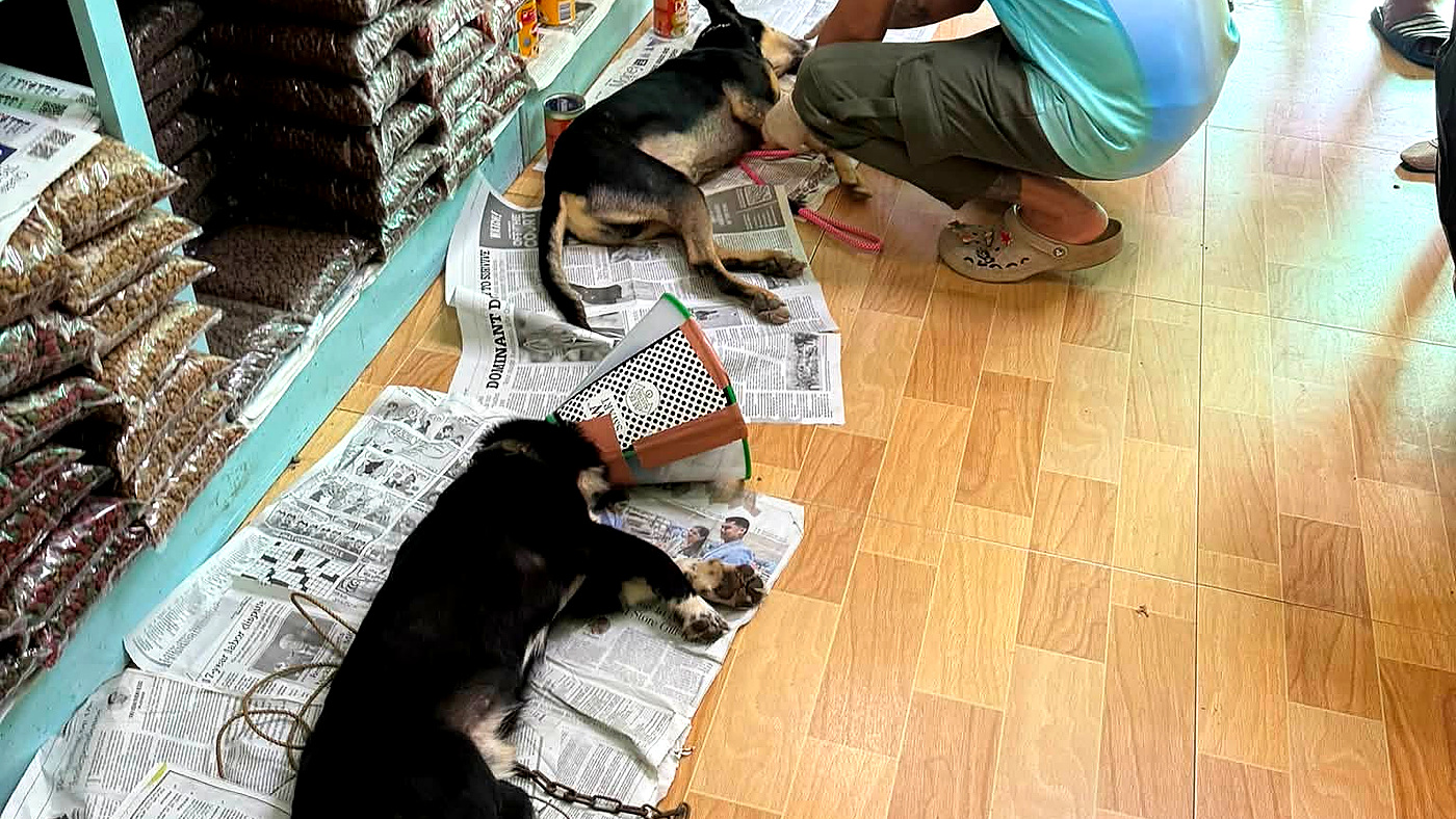 Veterinary staff assisting a dog during maternity care