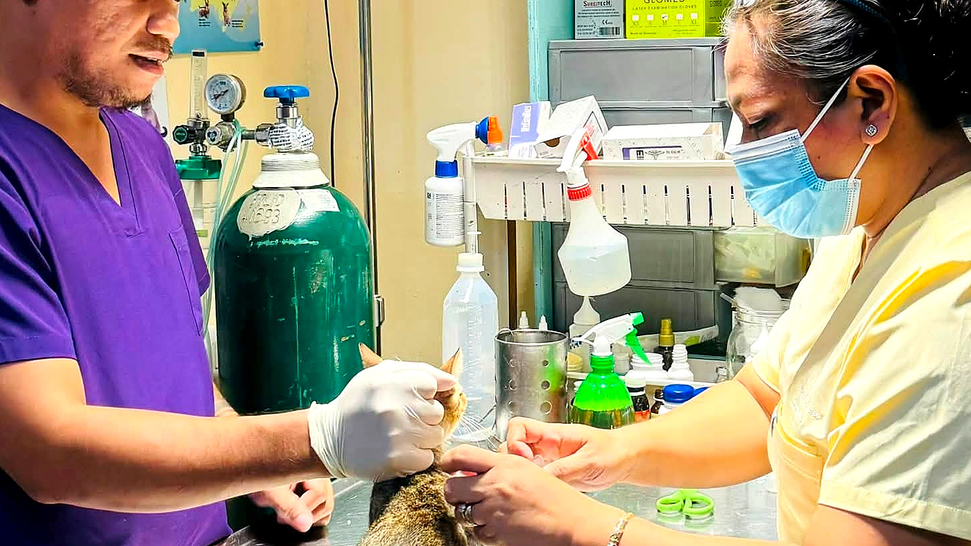Veterinary staff performing a surgical procedure on a pet