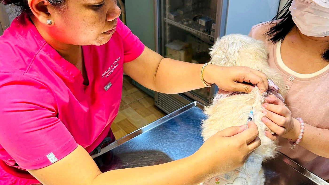 Veterinary staff administering a vaccination to a dog